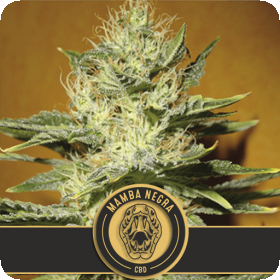 Mamba Negra Cbd Feminised Cannabis Seeds Blimburn Cannabis Seeds 0