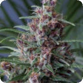 Mandala #1 Regular Seeds Mandala #1 Regular Seeds