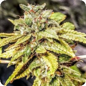 Mandarin Cookie Sherbet Feminised Seeds Mandarin Cookie Sherbet Feminised Seeds