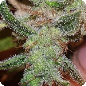 Mango 'n' Cheese Feminised Seeds Mango 'n' Cheese Feminised Seeds
