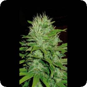 Mango Feminised Seeds Mango Feminised Seeds