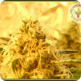Mango Mist Shake Feminised Seeds Mango Mist Shake Feminised Seeds