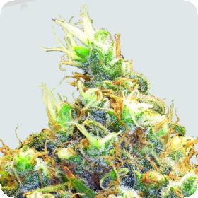 Mango Skunk Regular Seeds