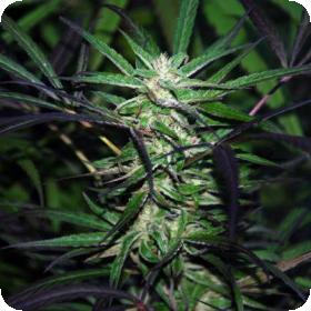 Mangobiche Kush Regular Seeds Mangobiche Kush Regular Seeds
