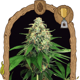 Mango Cream Feminised Seeds Mango Cream Feminised Seeds