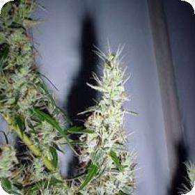 Mango Haze Regular Seeds Mango Haze Regular Seeds