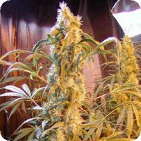 Mango Widow Regular Seeds Mango Widow Regular Seeds