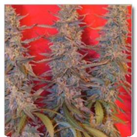 Purple Maroc Feminised Seeds Purple Maroc Feminised Seeds