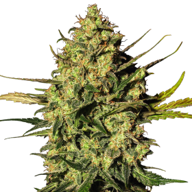 Master Kush Autoflowering Jpg
