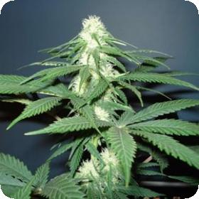 Master Kush Feminized 5 Cannabis Seeds 0