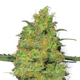 Master Kush Feminised Seeds Master Kush Feminised Seeds