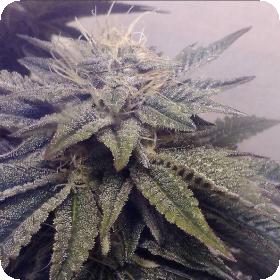 Master Kush Regular Seeds Master Kush Regular Seeds
