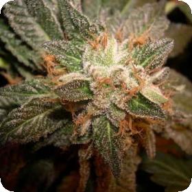 Mastodon Kush Feminised Cannabis Seeds Emerald Triangle 0