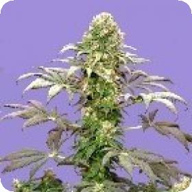 Matanuska Tundra FEMINISED Seeds