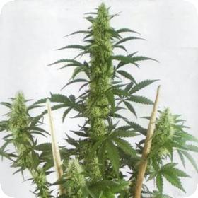 MayDay Autoflowering Feminised Seeds
