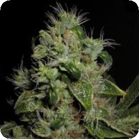 Mazari Feminised Seeds Mazari Feminised Seeds