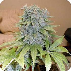 Medicine Man Regular Seeds Medicine Man Regular Seeds