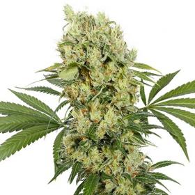 Medikit CBD Auto Feminised Seeds Medikit CBD Auto Feminised Seeds