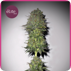 Meganuska Feminised Seeds Meganuska Feminised Seeds
