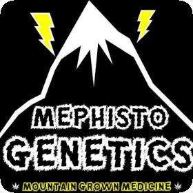 Supernatural OG Auto Feminised Seeds Supernatural OG Auto Feminised Seeds