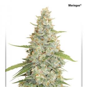 Meringue Feminised Cannabis Seeds Dutch Passion 0