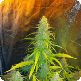 Mexican Haze Feminised Seeds Mexican Haze Feminised Seeds