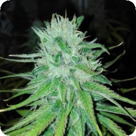 Michoacan Cream Regular Seeds