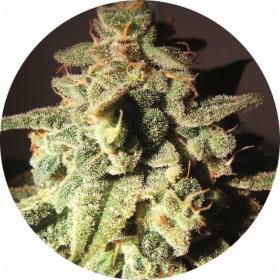 Micron AUTO Tao Regular Seeds Micron AUTO Tao Regular Seeds
