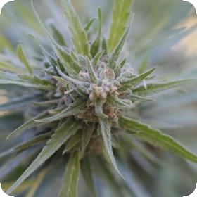 Midnight Kush Feminised Seeds Midnight Kush Feminised Seeds