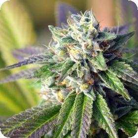 Midnight Fire Regular Seeds Midnight Fire Regular Seeds