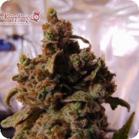 Mind Can'trol Feminised Seeds Mind Can'trol Feminised Seeds