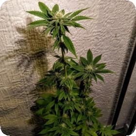Mint Chocolate Bananas Feminised Seeds Mint Chocolate Bananas Feminised Seeds