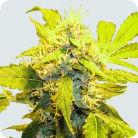 Misty Kush Regular Seeds