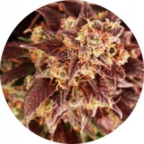 Mix AUTO Regular Seeds Mix AUTO Regular Seeds