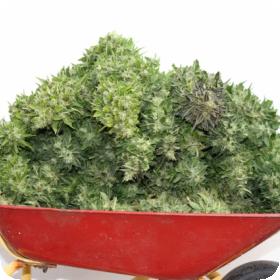Mixed Auto Feminised Seeds Mixed Auto Feminised Seeds