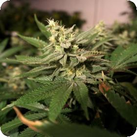 MKage Feminised Seeds