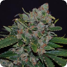 M.O.B. Feminised Seeds M.O.B. Feminised Seeds