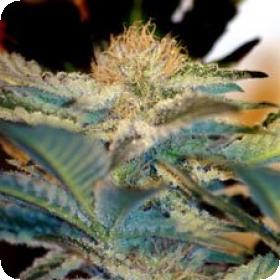 Mohan Ram Auto Feminised Seeds
