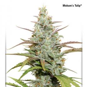 Mokumamp39s Tulip Feminised Cannabis Seeds Dutch Passion 0