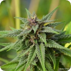 MoonShadow Regular Seeds MoonShadow Regular Seeds