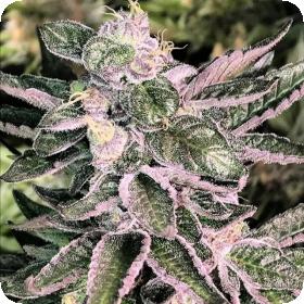 Moonshine Cookies Regular Seeds Moonshine Cookies Regular Seeds