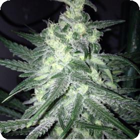 Moonshine Haze x Ghost Train Haze #1 Feminised Seeds