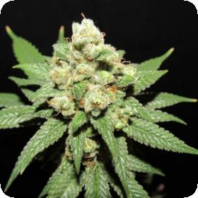 Moontang Regular Seeds Moontang Regular Seeds