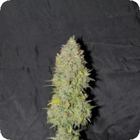 Girl Scout Cookies Twister Regular Seeds (Limited Edition) Girl Scout Cookies Twister Regular Seeds (Limited Edition)