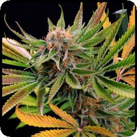 Mothertongue Regular Seeds Mothertongue Regular Seeds