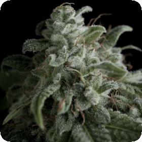 Nefertiti Feminised Seeds