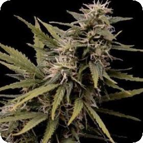 Nemesis Feminised Seeds Nemesis Feminised Seeds