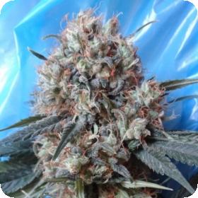 Nepal  Jam  X  Kali  China  Feminised  Cannabis  Seeds  Ace  Cannabis  Seeds 0