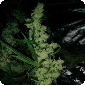 Nepali Queen Regular Seeds Nepali Queen Regular Seeds