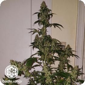 Neroli 91 Regular Seeds